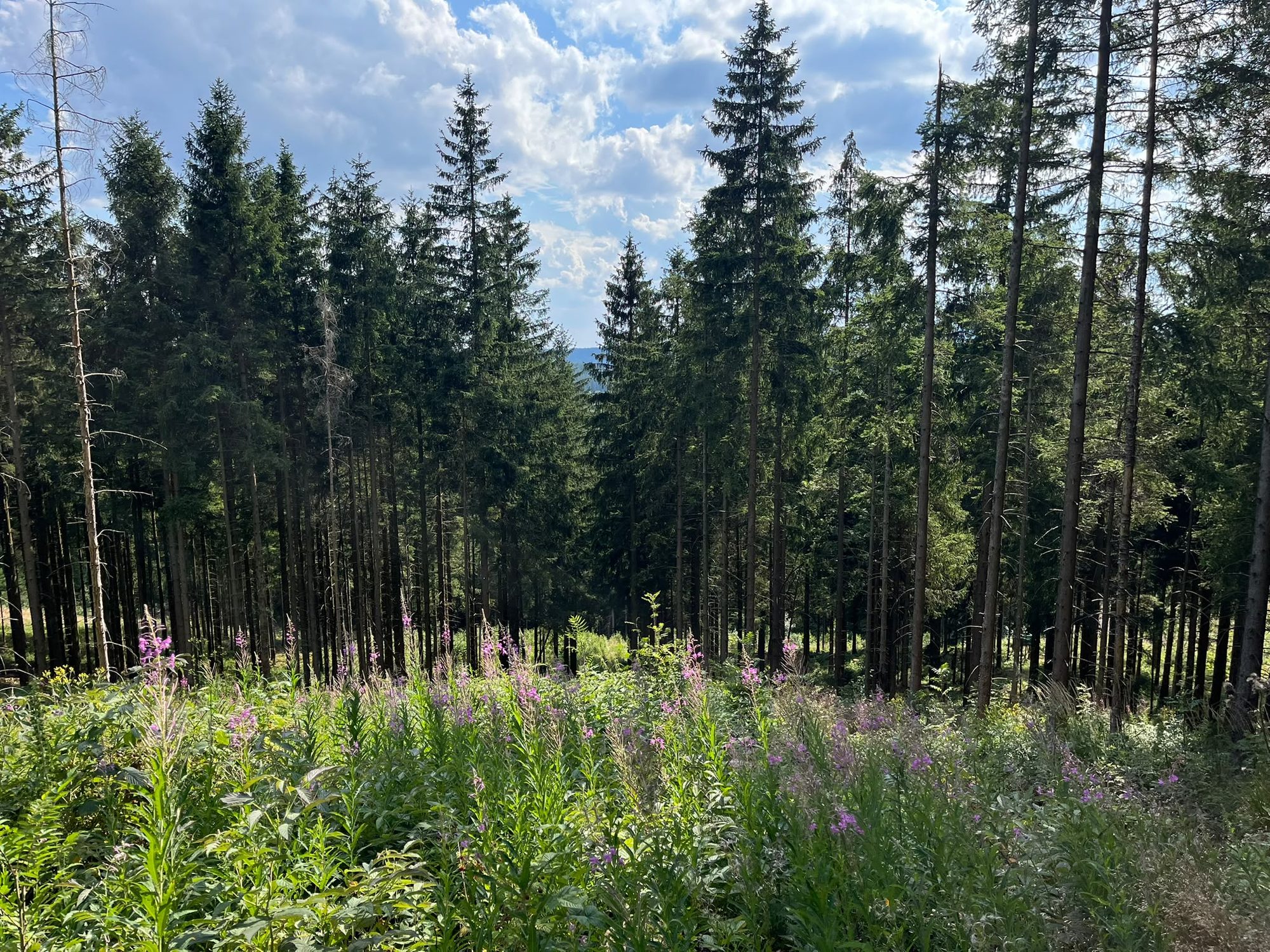 Waldlichtung mit violetten Blumen