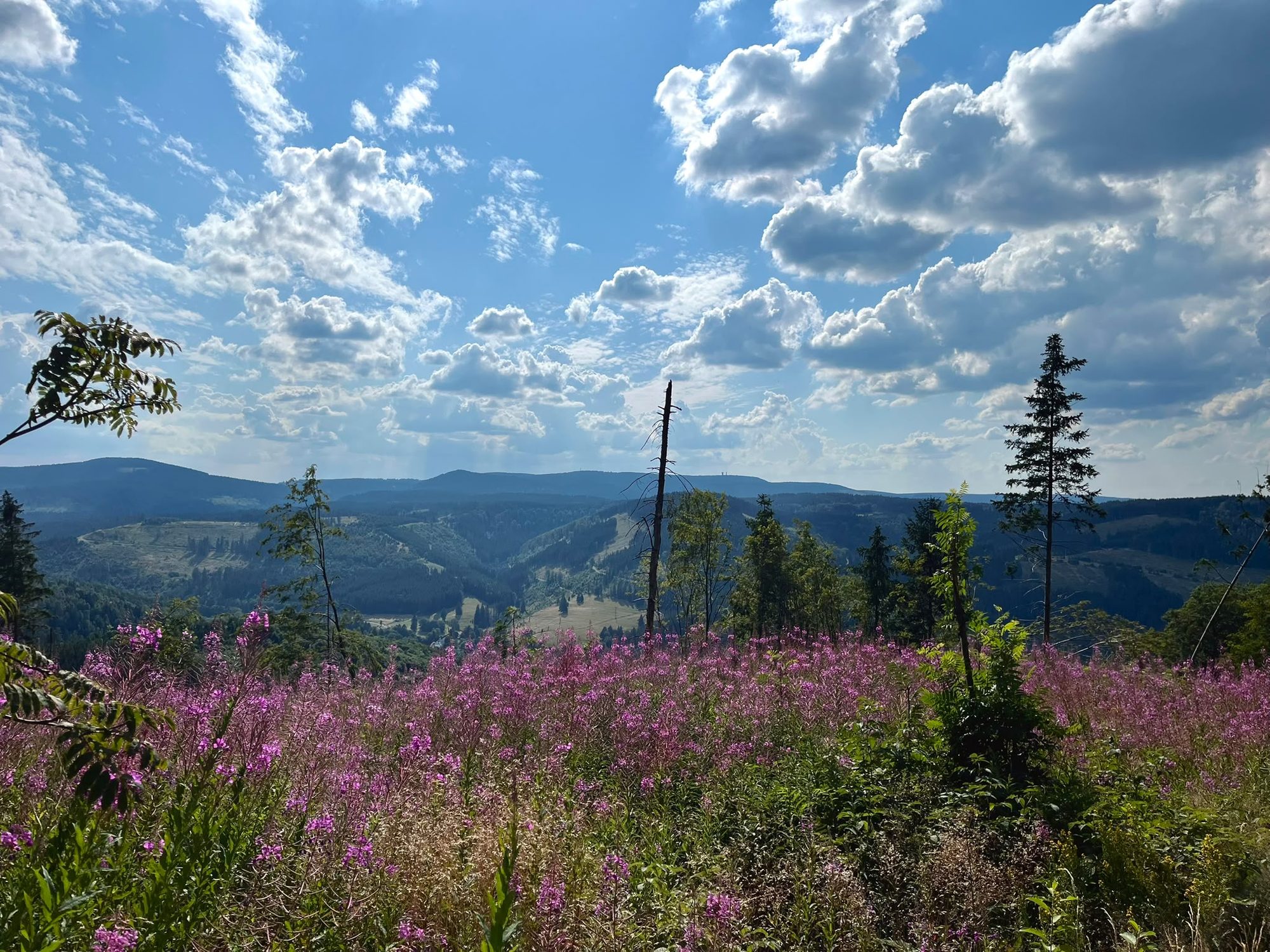 Berglandschaft im Thueringer Wald mit violetten Blumen