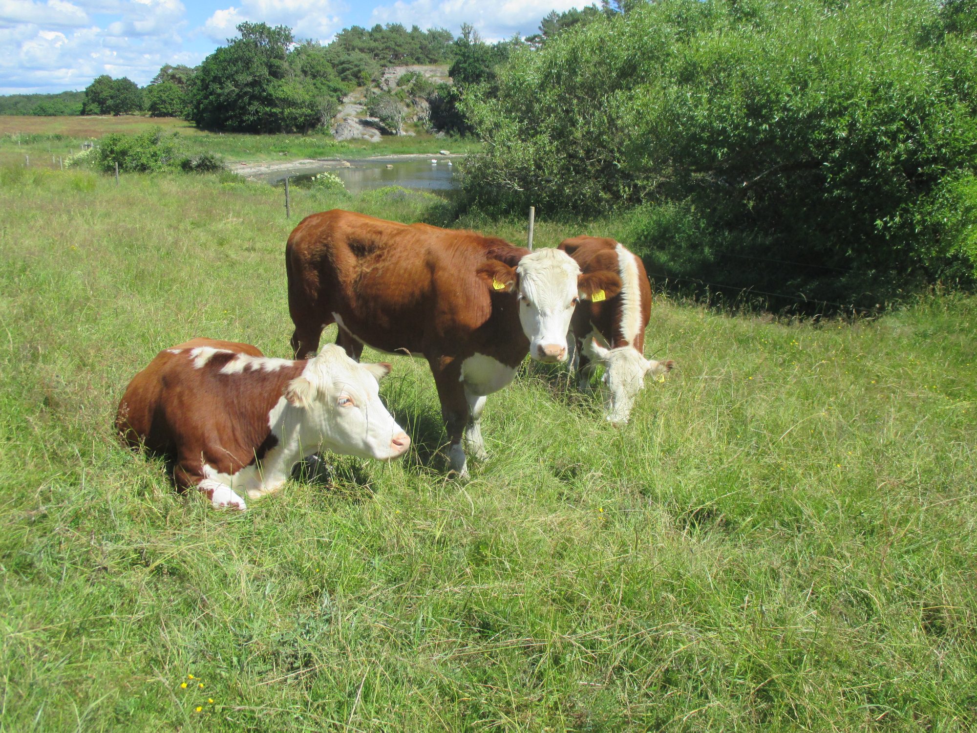 Kuehe auf einer Wiese